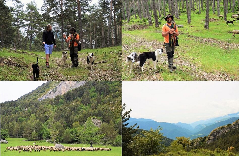 Sydensferiehuse hyrder får